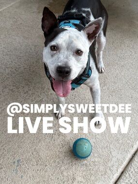 Teal and Black Dog Harness - Adjustable Padded Design